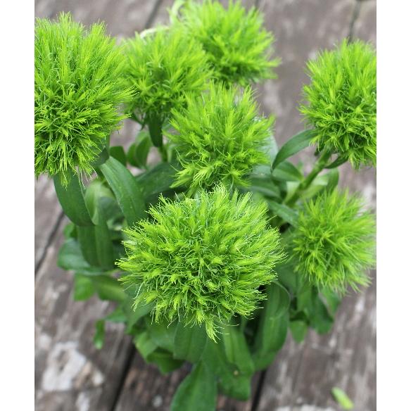 日本トキソウ【3.5号ポット】10点 日本トキソウ【3.5号ポット】 : 五所川原へっちょ通り商店街 - 通販