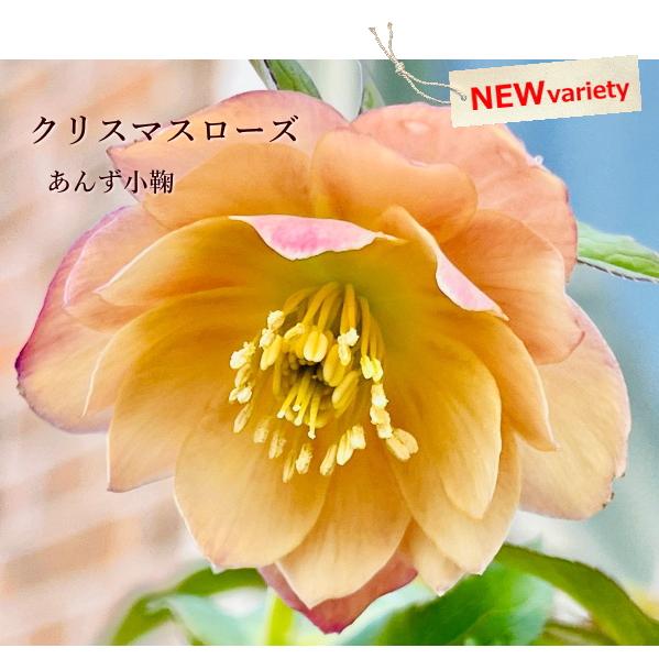 NEW!クリスマスローズ あんず小鞠 3号 八重咲き 中小輪 M&B NEW!クリスマスローズ あんず小鞠 3号 八重咲き 中小輪 M&B