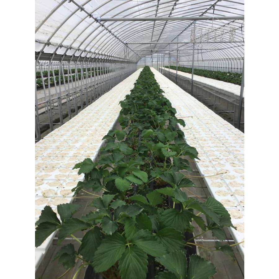 ★引取り専用★ いちご苗床用 栽培ポット＆トレー【農業：プロ向け】 ☆引取り専用☆ いちご苗床用 栽培ポット＆トレー【農業：プロ向け】