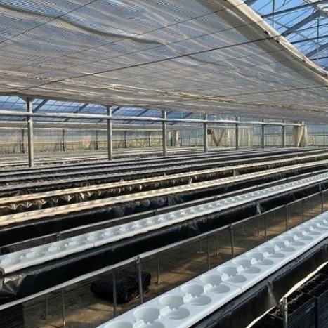 イチゴ親株用 マルチカップベッドA型（8口） : アグリベース四万十