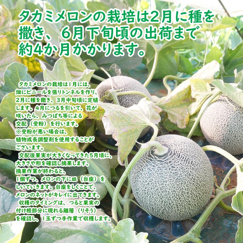 【送料無料】千葉県産タカミメロン２個箱　※ご自宅用｜agricreate｜04