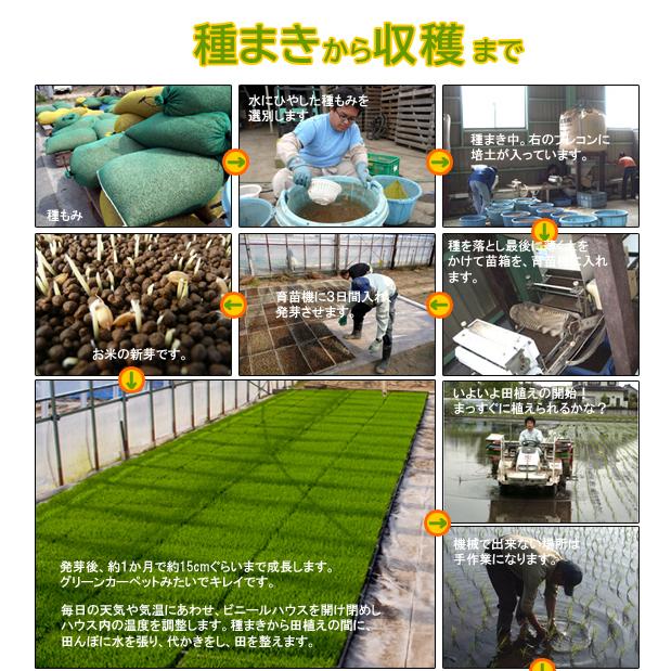 茨城県産コシヒカリ白米5kg 送料無料 : アグリクリエイト - 通販