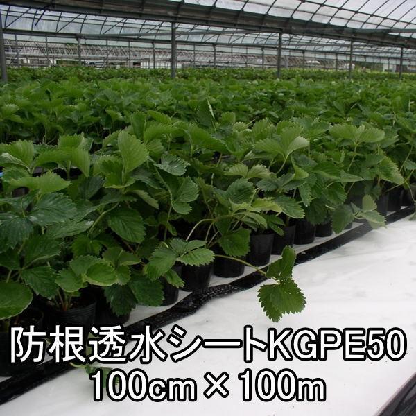 防根透水シートKGPE50 - 100cm×100m : 農業資材のスパッタリングネット