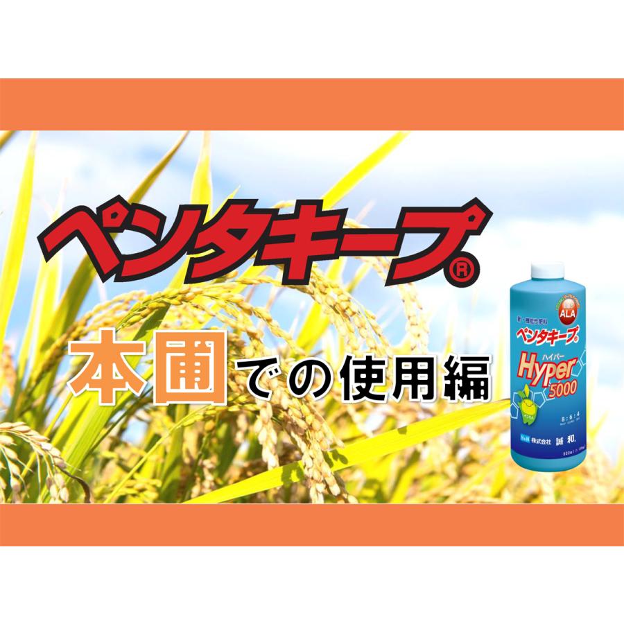 ペンタキープHyper5000 ペンタキープハイパー5000 hyper 肥料 誠和 ペンタキープ