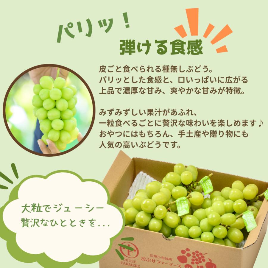 長野県産】シャインマスカット＆ナガノパープル 食べ比べ詰合せ （各1