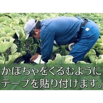 菊水テープ かぼちゃまもるテープ 140mm X 50m 1巻 日焼 変色 スイカ