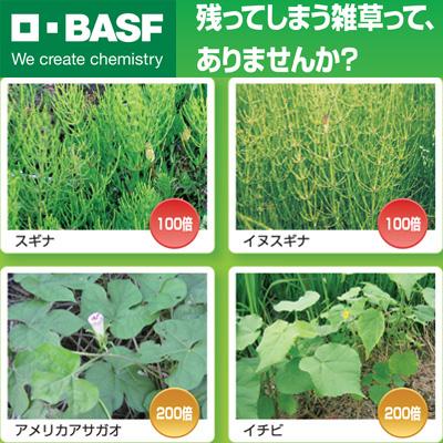 BAYER 除草剤 5L 除草剤 バスタ 4本 (計20L) 農薬 非選択性茎葉処理