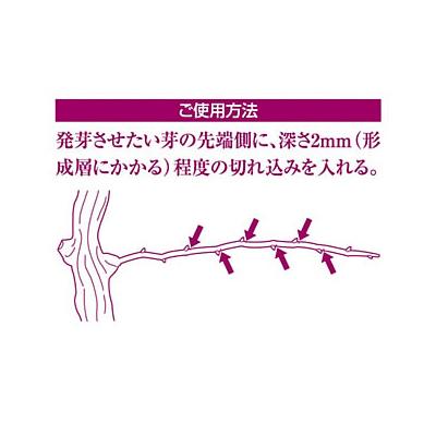 Saboten（サボテン） (最短当日発送) 2段式芽キズ鋏MEBUKI NO.B-11 芽