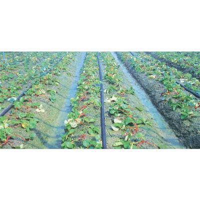 潅水チューブ スミサンスイ 住化農業資材 M−03 200m巻 孔径0.3mmφ 5