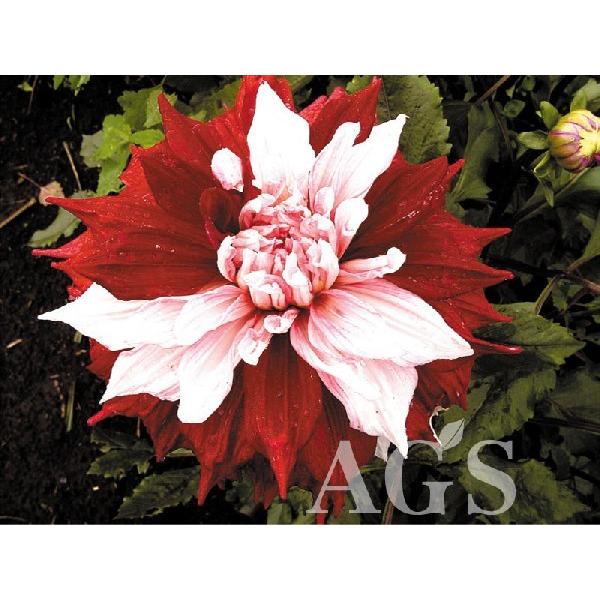 ダリア球根 浮気心 ウワキゴコロ Mozefo Com