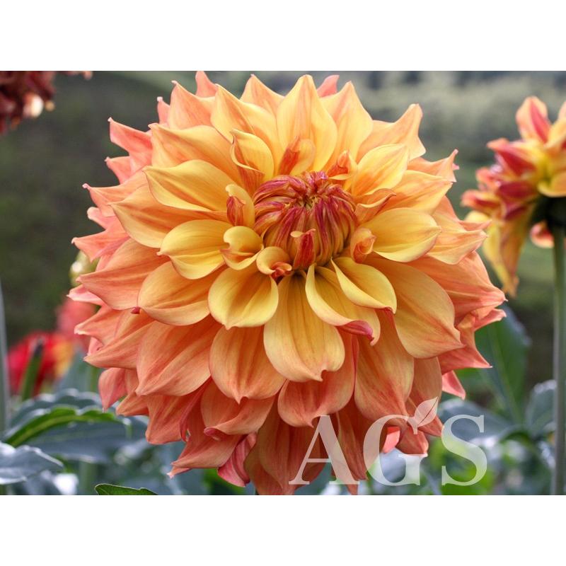 ダリア球根 高原の光 コウゲンノヒカリ Da Ags 通販 Yahoo ショッピング