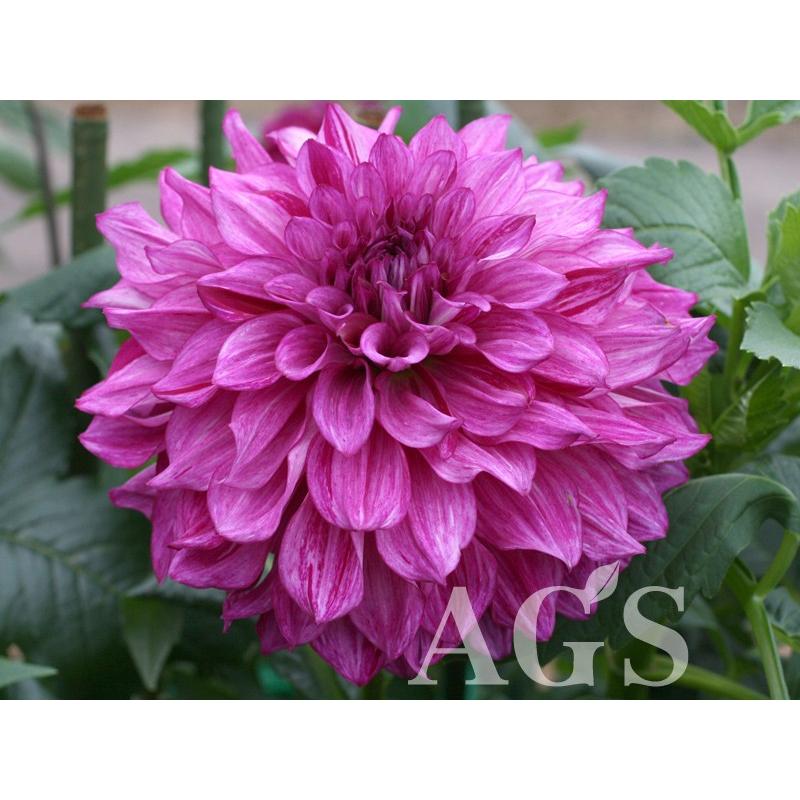 再入荷 予約販売 ダリア球根 白夜の太陽 ビャクヤノタイヨウ Wantannas Go Id