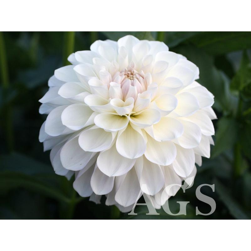 ダリア球根 ミスティー Da Ags 通販 Yahoo ショッピング