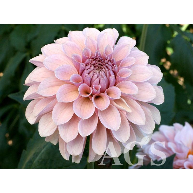 ダリア球根 ティアラ Da Ags 通販 Yahoo ショッピング