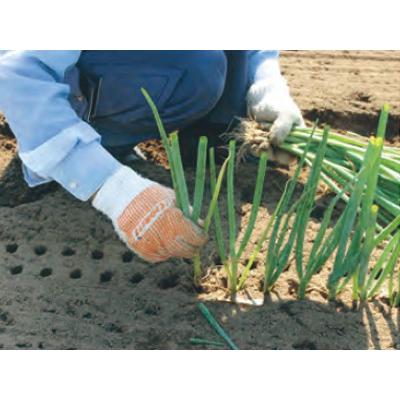 ハラックス ネギロケット N-130S-19 長ネギ定植用穴あけ器 1条植タイプ(ピッチ自在タイプ)|aguila|03