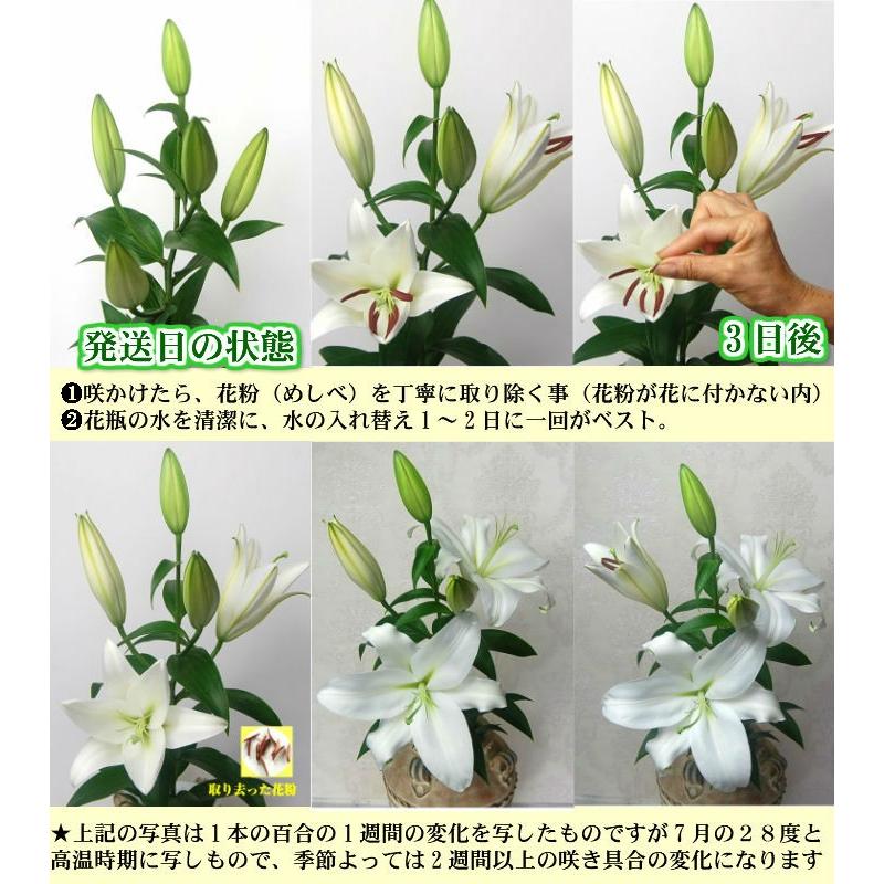 花 ギフト 大輪 オリエンタル百合 花束 花数 25輪以上 お誕生日 お祝い 記念日 プレゼント「歓送迎」「送別」「退職」「贈り物」「お供え」 :bu-lip-02:花工房あぐり - 通販 - Yahoo!ショッピング 花 ギフト 大輪 オリエンタル百合 花束 花数 25輪以上 お誕生日 お祝い 記念日 プレゼント「歓送迎」「送別」「退職」「贈り物」「お供え」 :bu-lip-02:花工房あぐり - 通販 - Yahoo!ショッピング