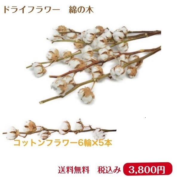 ドライフラワー コットンフラワー 綿の木 5本束 送料無料 あす着対応 Coton 05 花工房あぐり 通販 Yahoo ショッピング