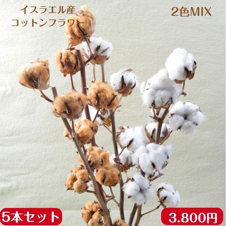ドライフラワー コットンフラワー 綿の木 5本束 送料無料 あす着対応 :coton-05:花工房あぐり 通販 