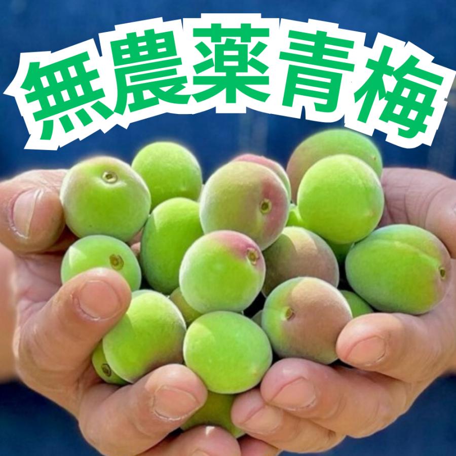 青梅 3kg 無農薬 南高梅 L~3L 梅酒 梅シロップ 梅干し 梅酢