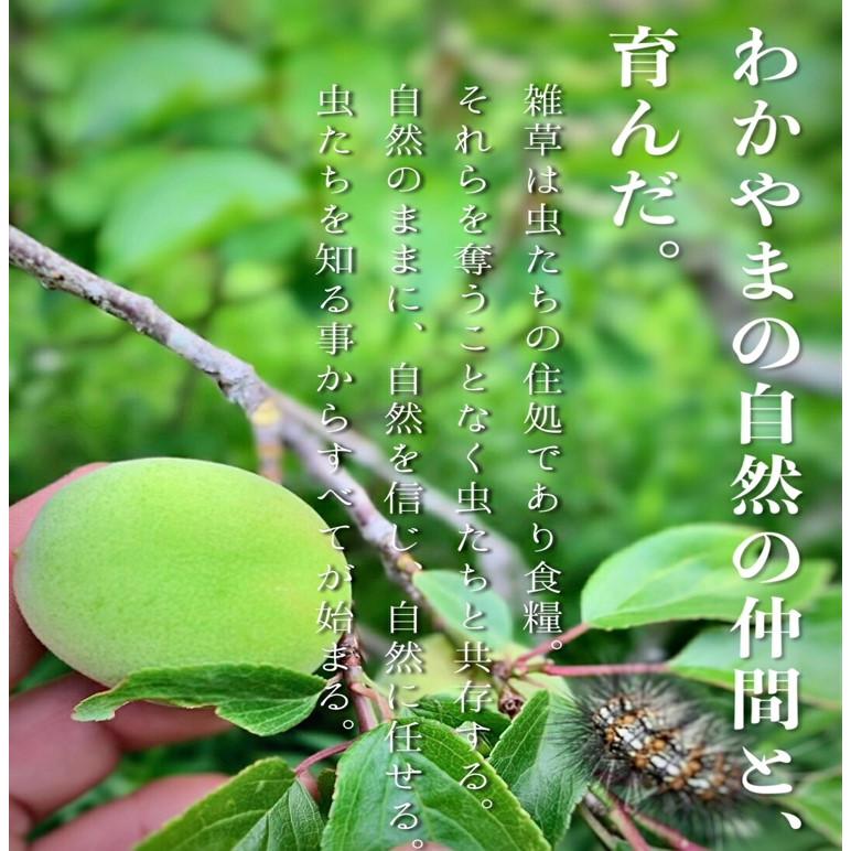 青梅 3kg 無農薬 南高梅 L~3L 梅酒 梅シロップ 梅干し 梅酢