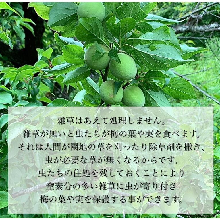 青梅 3kg 無農薬 南高梅 L~3L 梅酒 梅シロップ 梅干し 梅酢