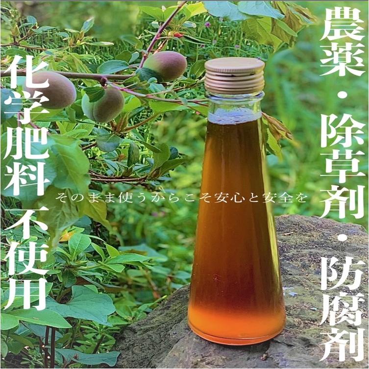 青梅 3kg 無農薬 南高梅 L~3L 梅酒 梅シロップ 梅干し 梅酢