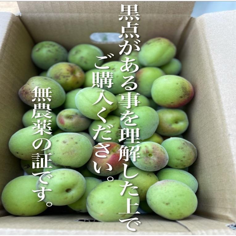 青梅 3kg 無農薬 南高梅 L~3L 梅酒 梅シロップ 梅干し 梅酢