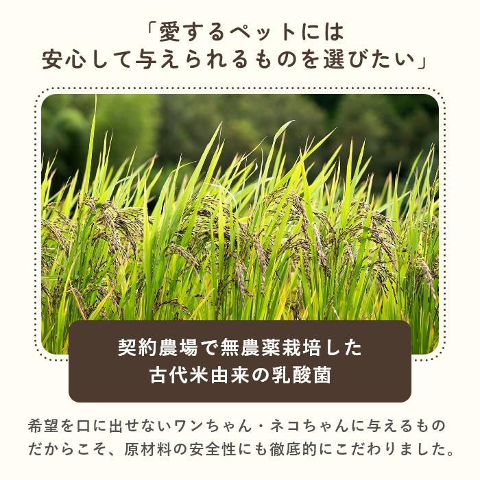 乳酸菌　犬と猫のおなかのサプリAHS 100粒【レターパックライト可】 |  | 08