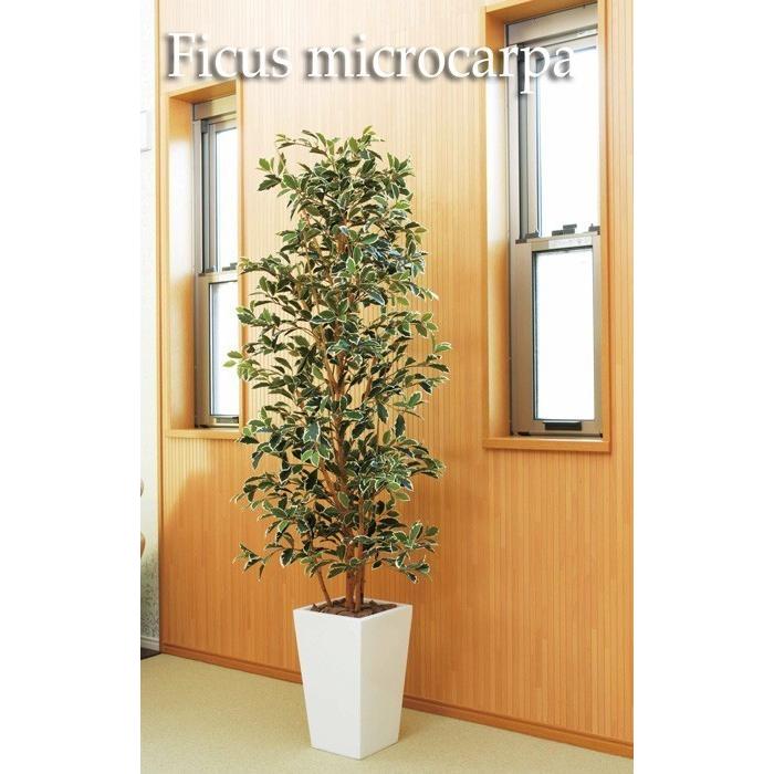 代引不可 観葉植物 フェイク 人工植物 ギフト 大型 グリーン オシャレ 光触媒 ガジュマル 斑入り 180cm Ac1322b550 人工観葉植物と壁面装飾の愛一輪 通販 Yahoo ショッピング 訳ありセール格安 Www Iccostierovico Edu It