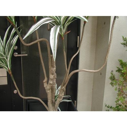 ドラセナコンシンネ 190cm/観葉植物 フェイク 人工植物 ギフト 大型
