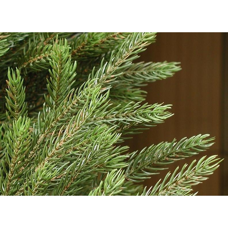 ( クリスマスツリー モミの木 ヌードツリー ) モミツリー 240cm サイズ　簡易固定台付き｜ai-ichirin1｜02