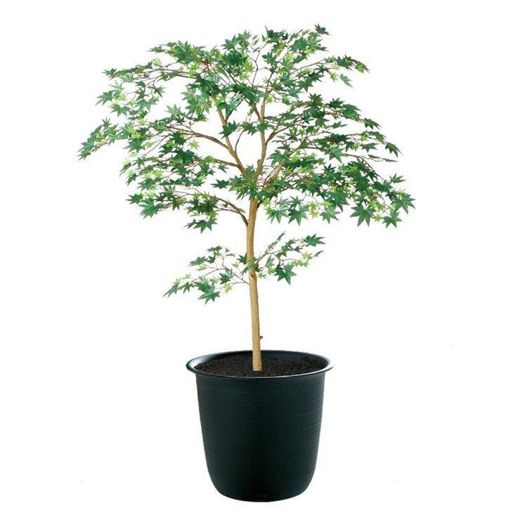 人気ショップが最安値挑戦 100cm人工観葉植物 フェイク 人工植物 紅葉 もみじ ヤマモミジ 150cm Tk 人工観葉植物と壁面装飾の愛一輪 通販 Yahoo ショッピング 人気特価激安 Www Iccostierovico Edu It
