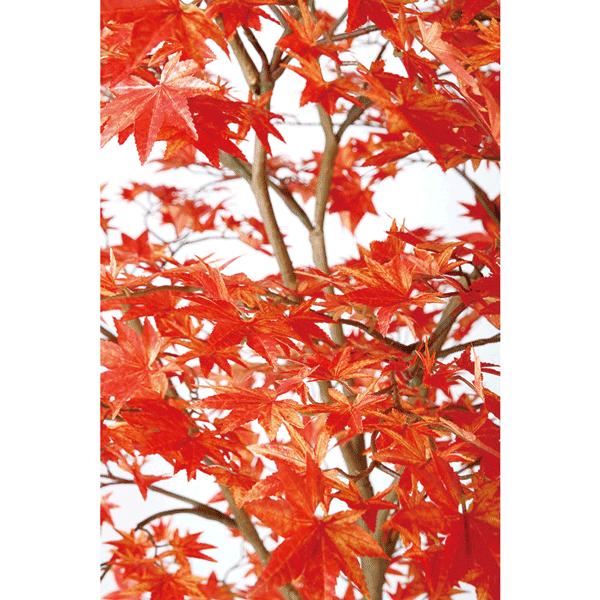 「人气商品」 180cm人工観葉植物 フェイク 大型 紅葉 もみじ ヤマモミジ2本立ちレッド 180cm 【OC1525591382】(53196円)