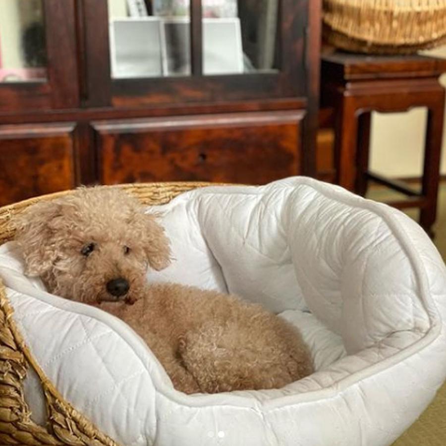 ペットベッド キルティング 犬 ネコ イヌ ペット用品 白 室内用 お洒落