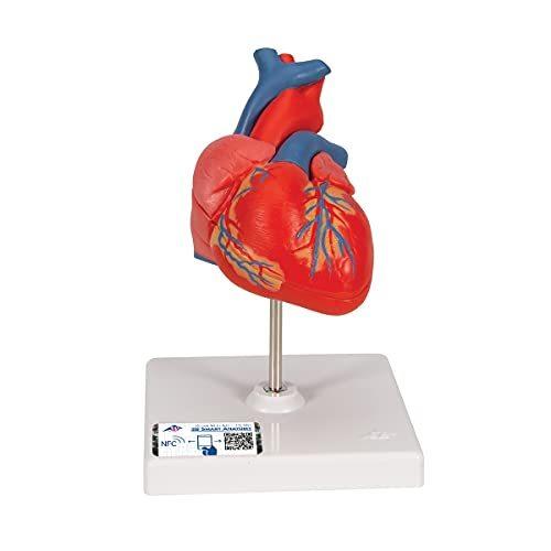 心臓模型 心房 心室や弁など忠実に再現されています 心臓 2分解モデル 3b Scientific Rmibogor Id