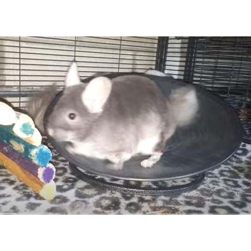 トレッドミルホイール 直径36cm 床置き式の回し車 チンチラやハリネズミに 直径36cm 床置き式の回し車 チンチラやハリネズミに