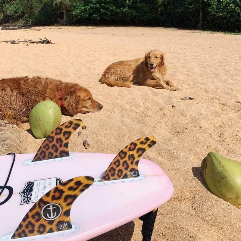 Sサイズ CAPTAIN FIN LEILA HURST キャプテンフィン CAPTAIN FIN - LEILA HURST - S | Shop at PUKAS SURF SHOP