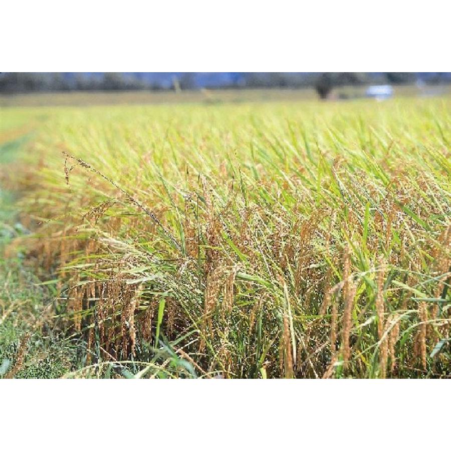 滋賀県産 こしひかり 10kg×2 