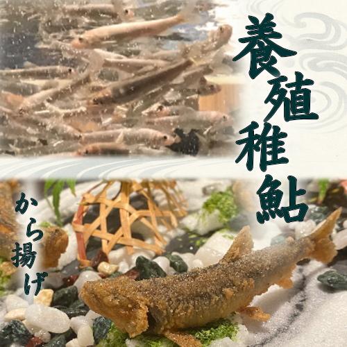 冷凍 稚鮎 鮎 (あゆ)（500g×2）ブロック【愛知県産 養殖鮎】魚介類 魚