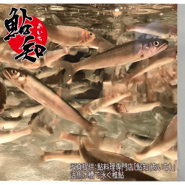 愛知県産天然鮎　中12尾冷凍② 仁淀川 天然鮎（冷凍） – 池澤鮮魚オンラインショップ