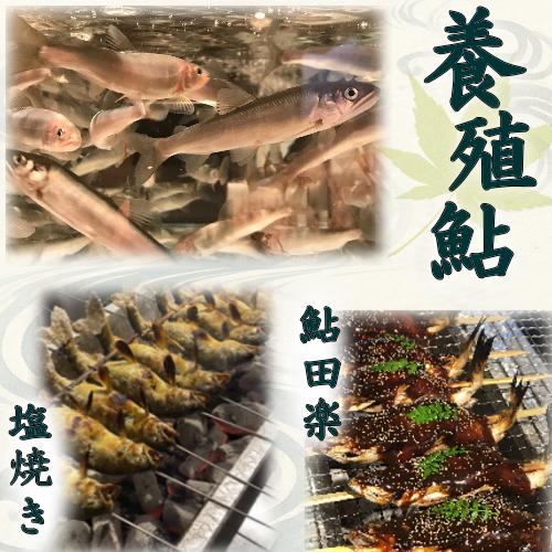 冷凍 鮎 (あゆ) 10尾/1kg【愛知県産 養殖鮎・魚介類】BBQ