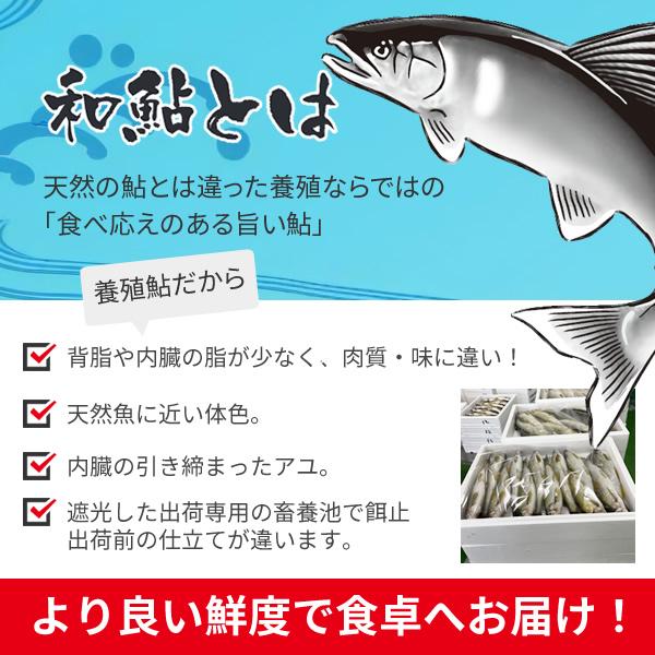 冷凍 鮎 (あゆ) 10尾/1kg【愛知県産 養殖鮎・魚介類】BBQ