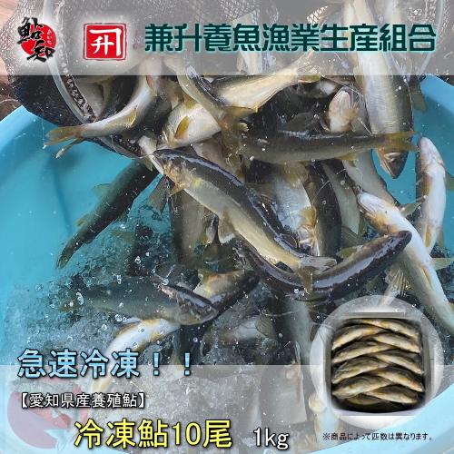 愛知県産天然鮎　中12尾冷凍① 冷凍 鮎 (あゆ) 10尾/1kg【愛知県産 養殖鮎・魚介類】BBQ