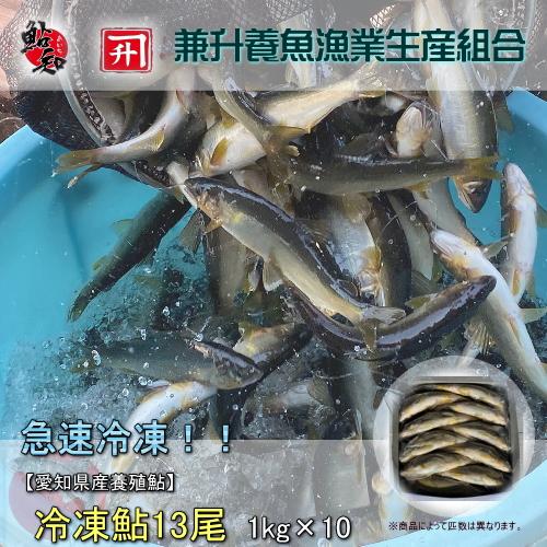 冷凍 鮎 (あゆ) 13尾 /1kg×10/cs【愛知県産 養殖鮎・魚介類】BBQ