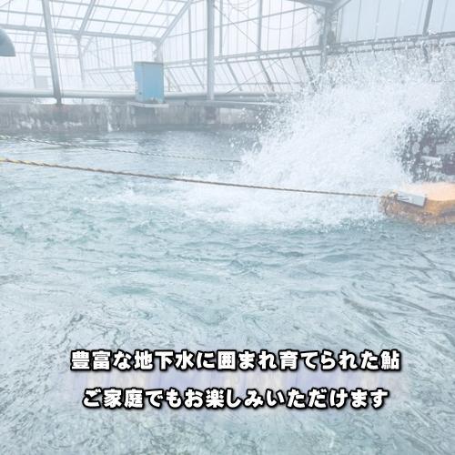 冷凍 子持ち 鮎 (あゆ) 15尾/1kg×10/cs【愛知県産 養殖鮎・魚介類】 魚 食品 冷凍食品 業務用_4