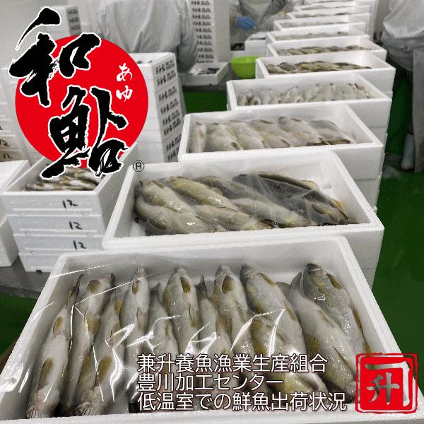 冷凍 子持ち 鮎 (あゆ) 15尾/1kg×10/cs【愛知県産 養殖鮎・魚介類】 魚 食品 冷凍食品 業務用_7