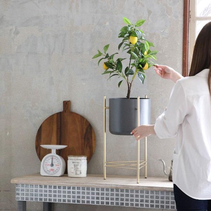 プランタースタンド SPICE of Life ゴールドアイアンスタンド付き