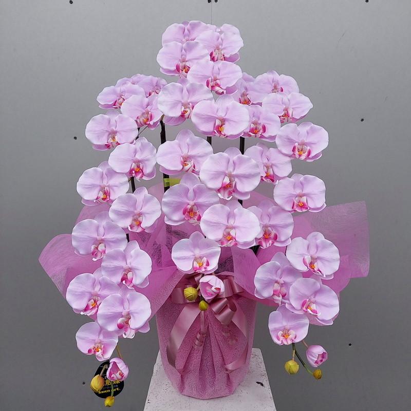 8400円 ●手数料無料!! 胡蝶蘭DXL 白紫 ３F 造花 規格 高80×幅40 光触媒