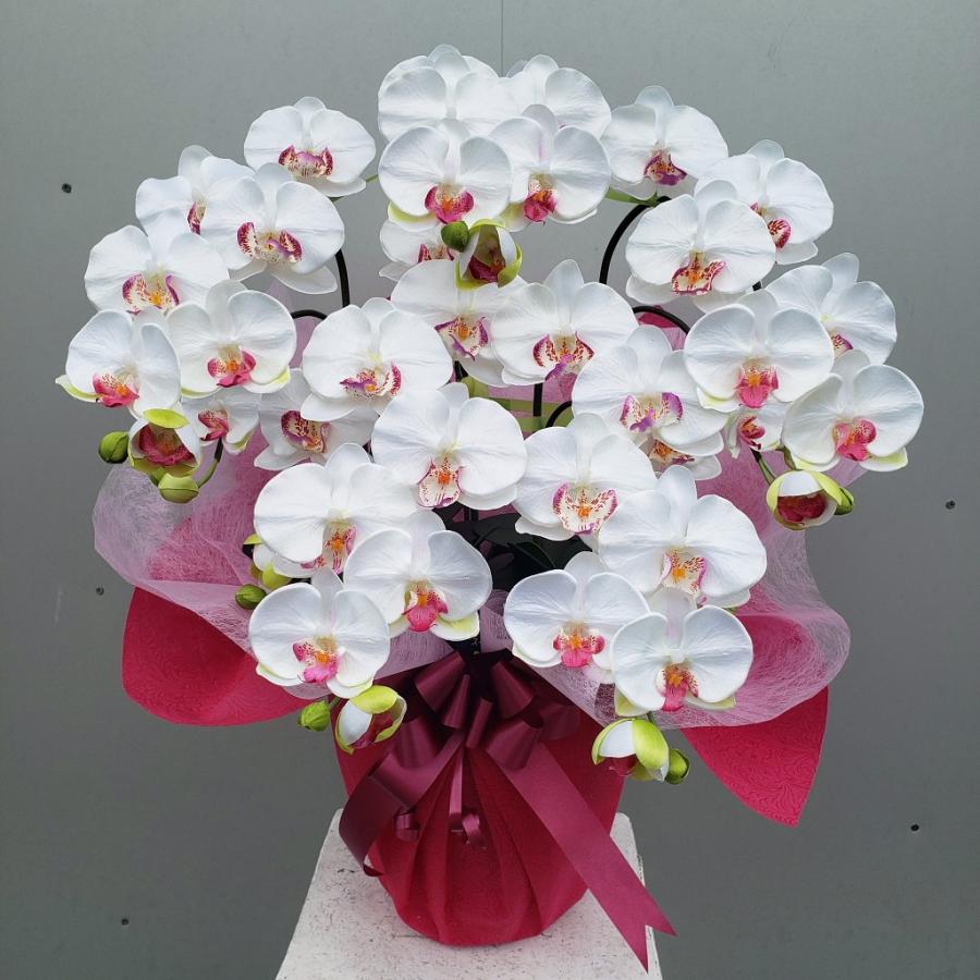 胡蝶蘭M・5F・白ラッピング（造花）高約７０cm×幅４０cm 光御触媒
