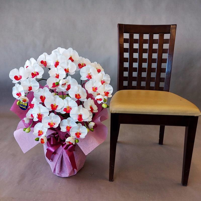 お1人様1点限り 胡蝶蘭m5f 白赤 高約７０cm 幅４０cm 光触媒コーティング 在庫一掃 Www Staips Net